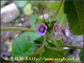 角葵图片,热带风情中的绿色精灵