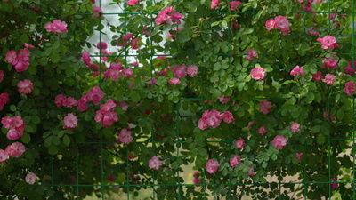 蔷薇的资料,花中皇后，千年风华绽放史